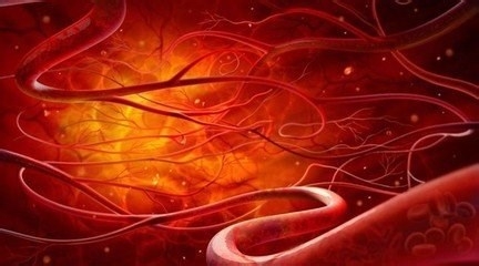 血管形成新见解