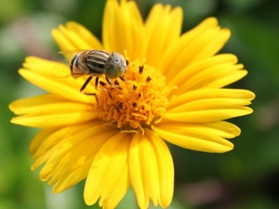 科学家发现花粉症“帮凶”